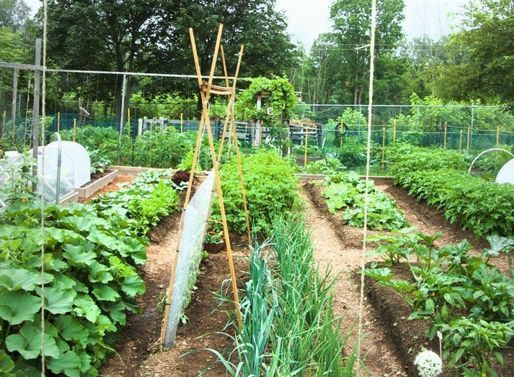 Как превратить любую грядку в по-настоящему плодородную: 5 простых приёмов, которые работают годами