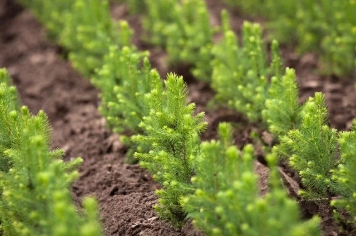    В Ярославской области посадят около 9 млн елей в 2026 году