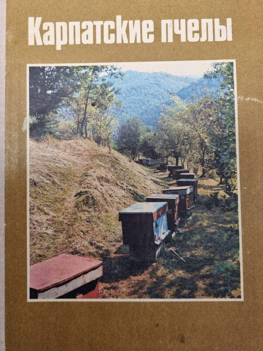 Карпатские пчёлы
