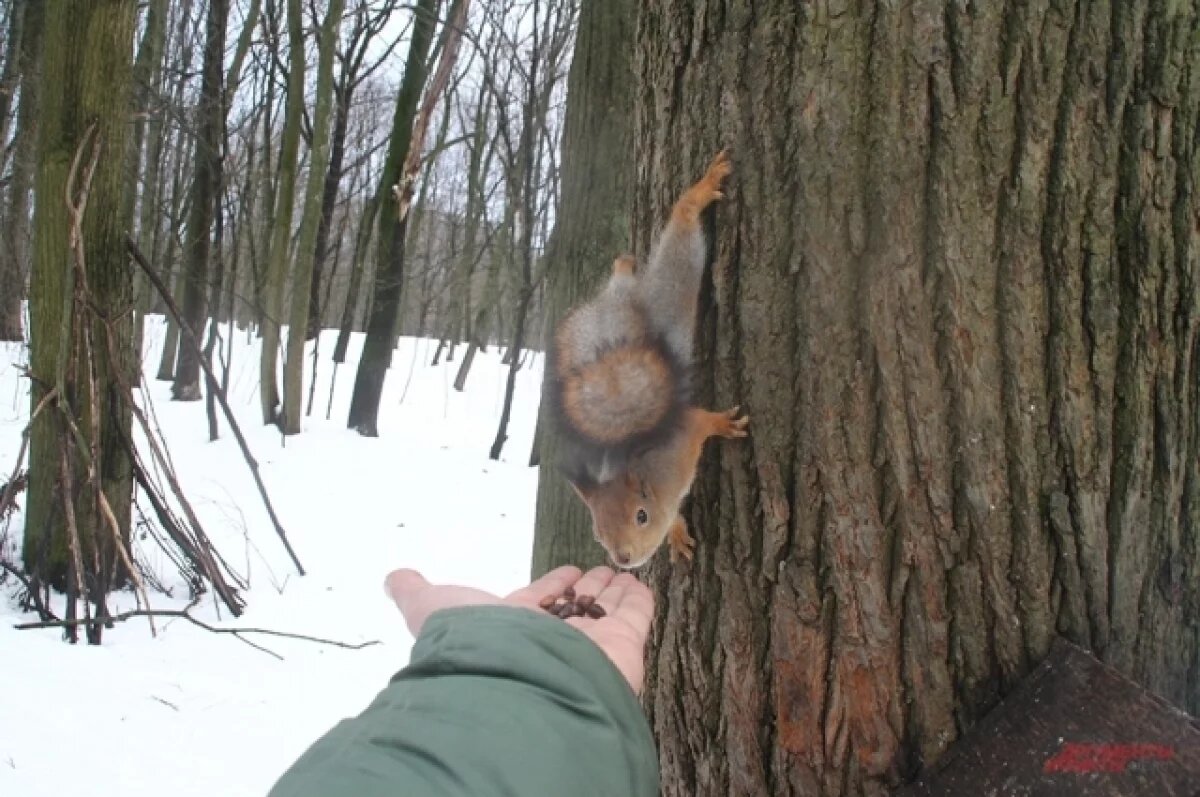    После похолодания до -25°С в Удмуртии резко потеплеет