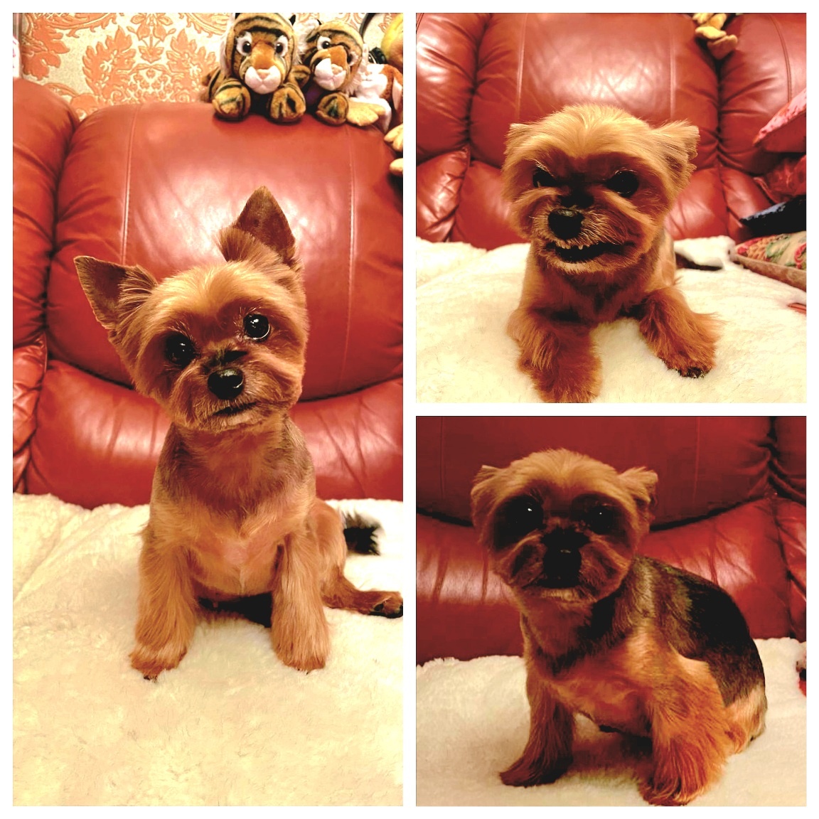 Йоркширский терьер Лика (Деми Миона Мос) после посещения груминга. Автор фотографий - Татьяна Федотова.