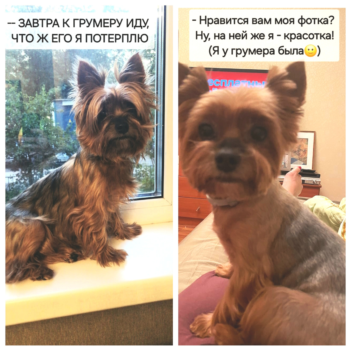 Это Лика, по паспорту Деми  Миона  Мос. Автор фотографий - Татьяна Федотова