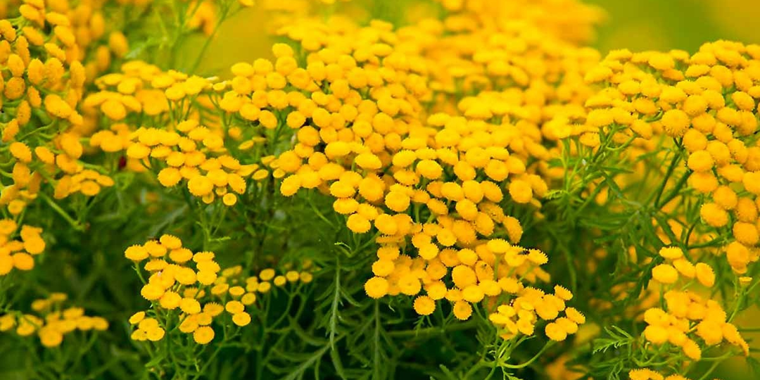 Пижма: как растение воскресения стало символом смерти