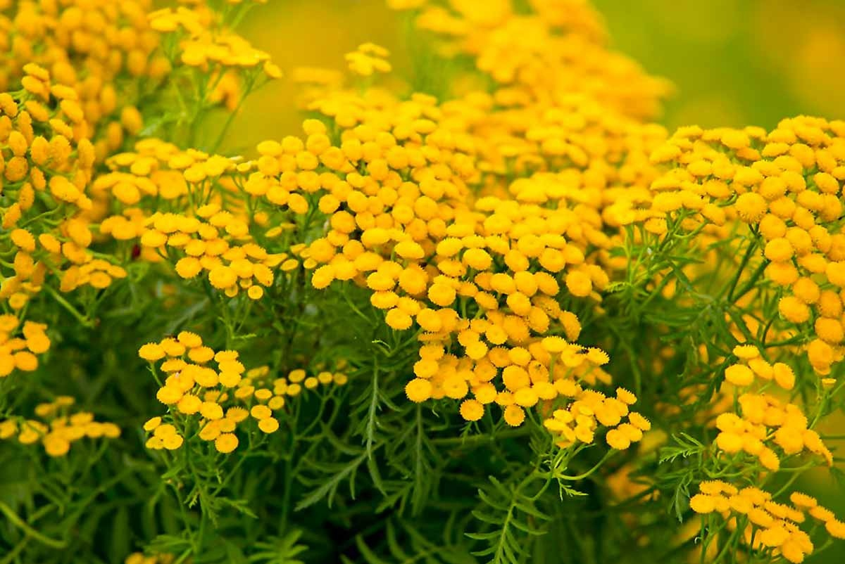 Невероятно солнечное растение