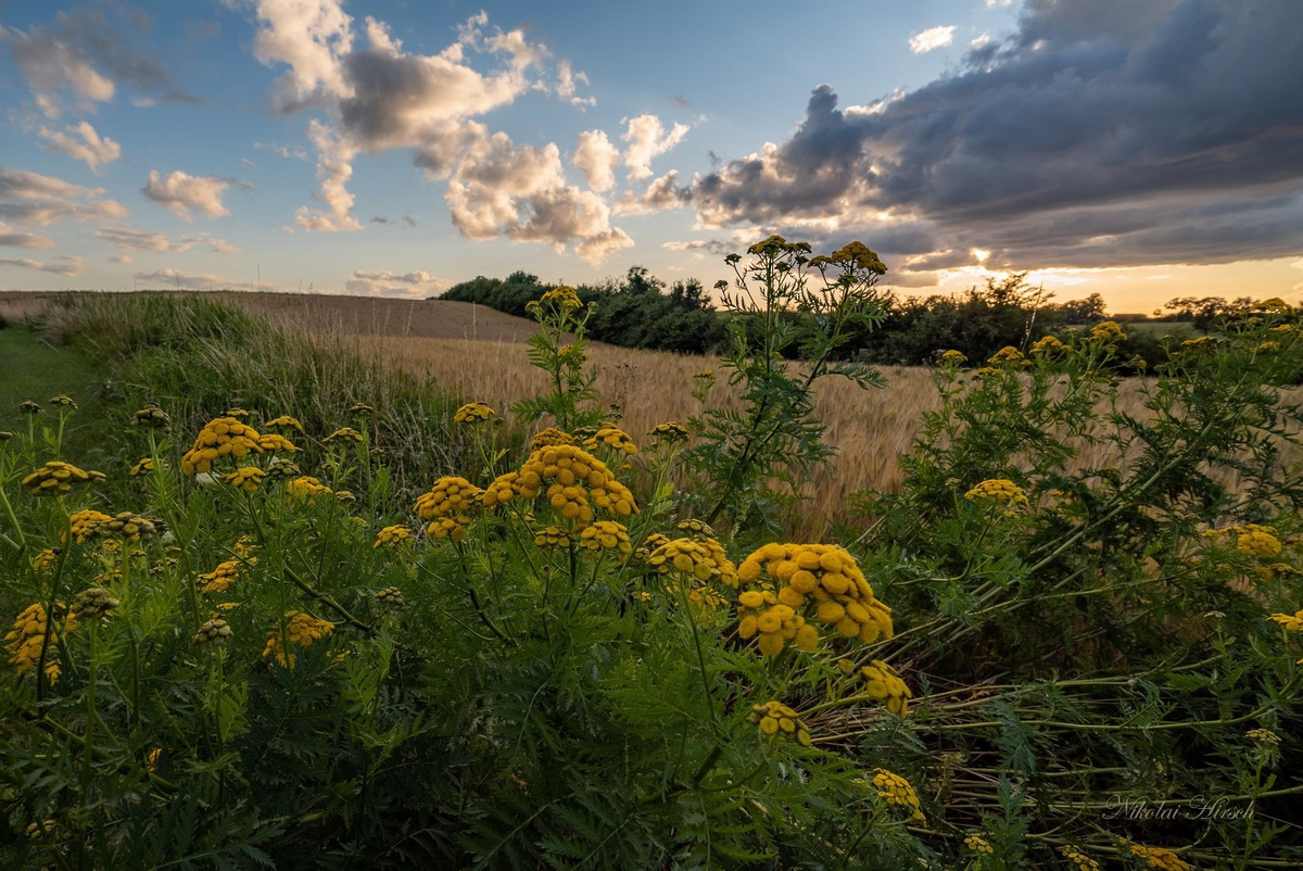 Красивый пейзаж с пижмой
