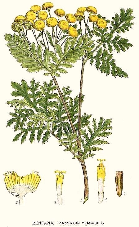 ������������ �����������, ����� ��� ����������� ����������