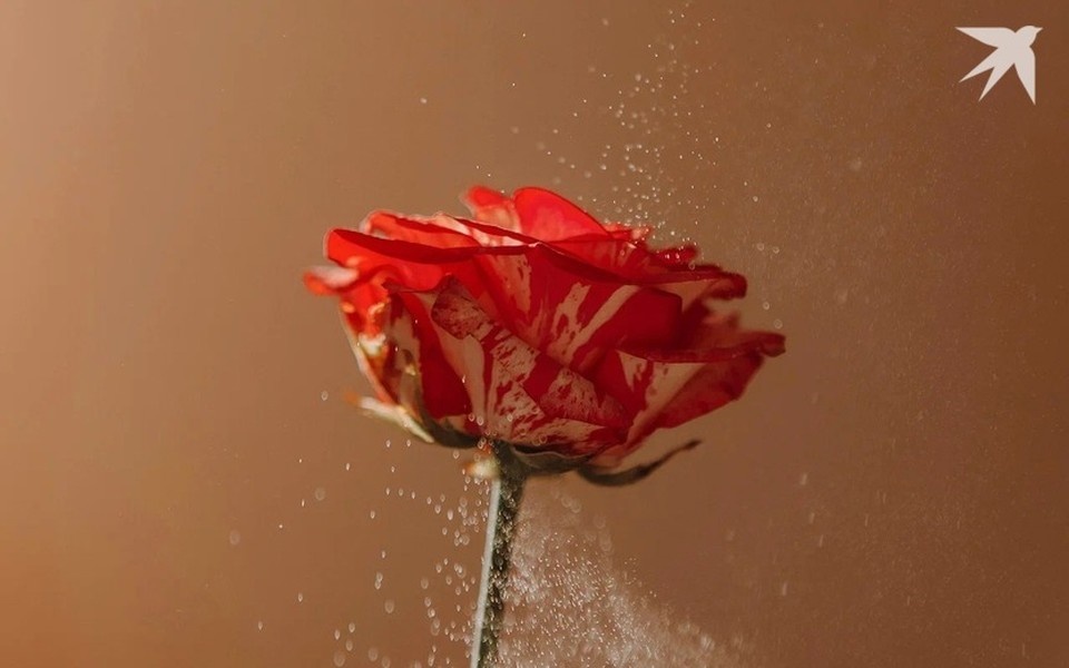    Вы найдете свое счастье. Мария Бакланова