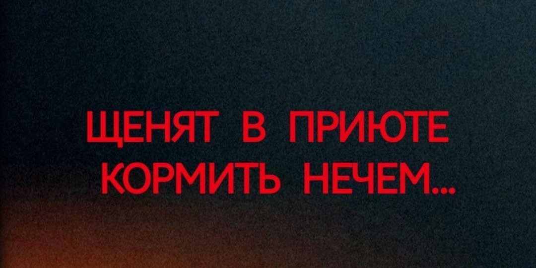 ЩЕНКОВ КОРМИТЬ НЕЧЕМ