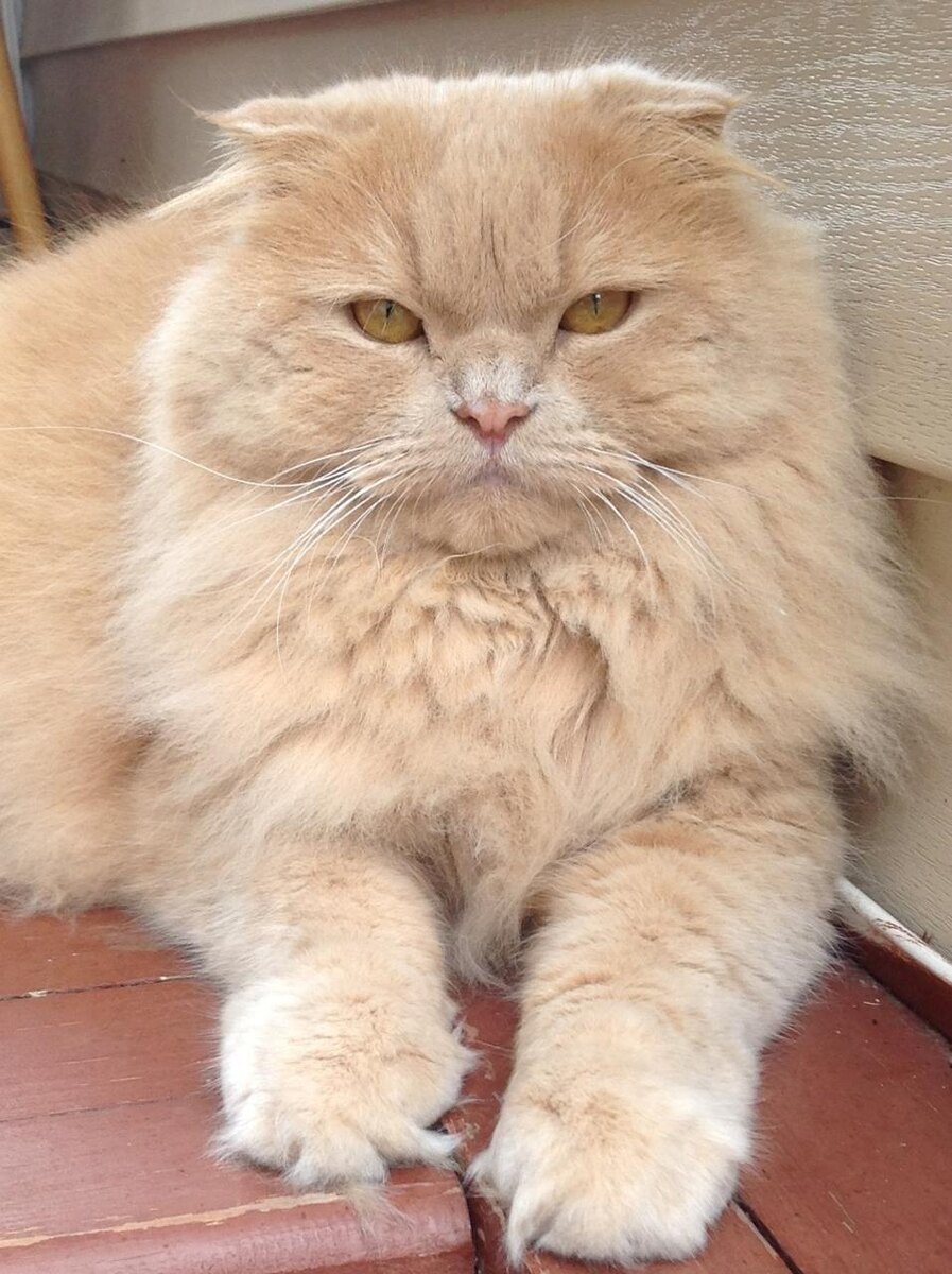 Сам Арсений, страж