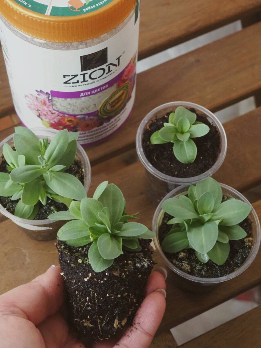 Рассада эустомы