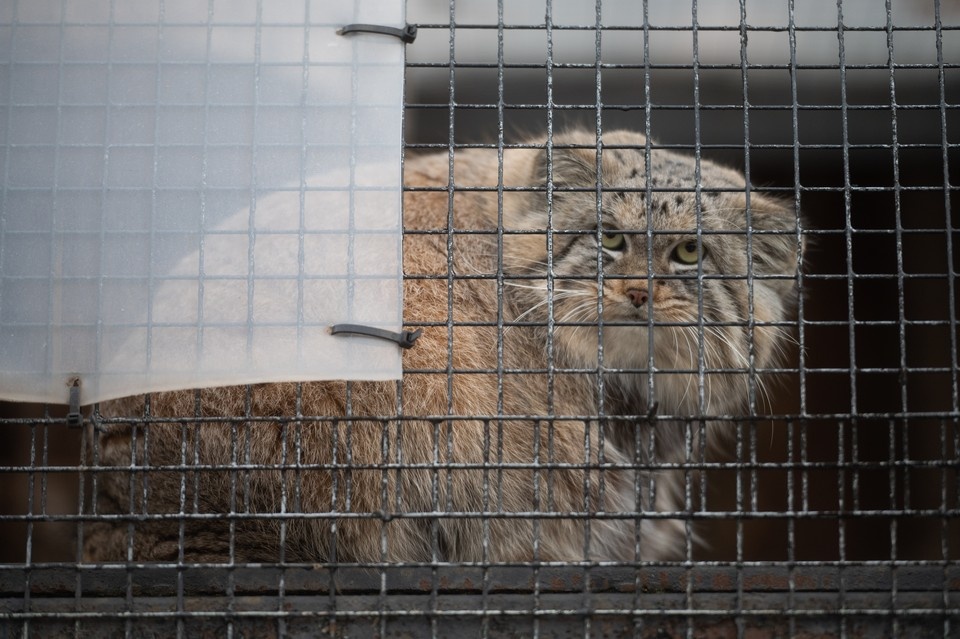    Манул Шу родился в Ленинградском зоопарке в 2023 году. Алексей БУЛАТОВ