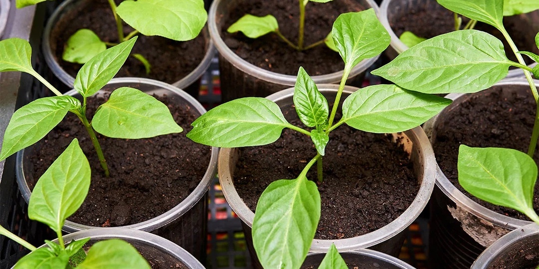Выращивание рассады перца