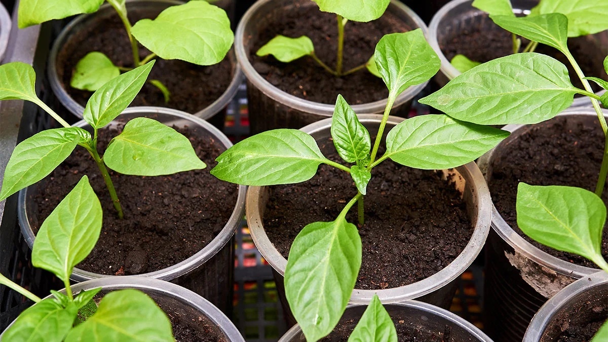 Рассада перца