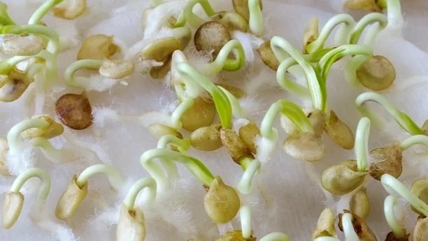 Проращивание перца