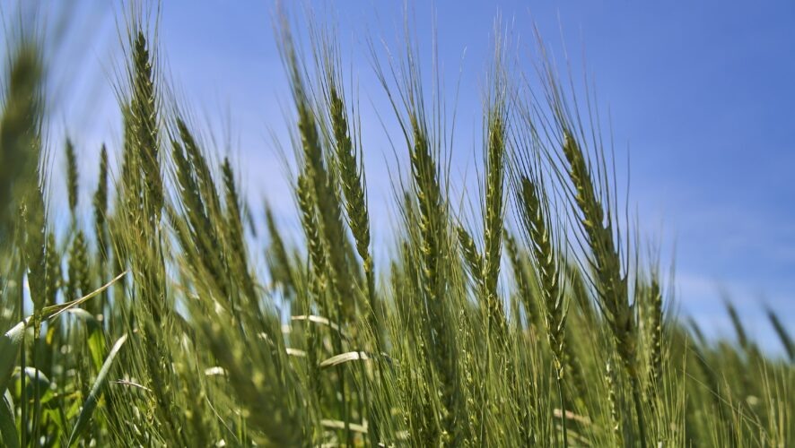    Фото: KazanFirst