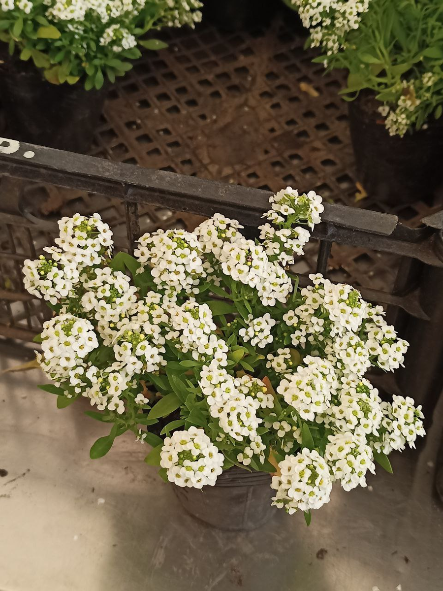 Рудбекия – канал про цветы. Алиссум.