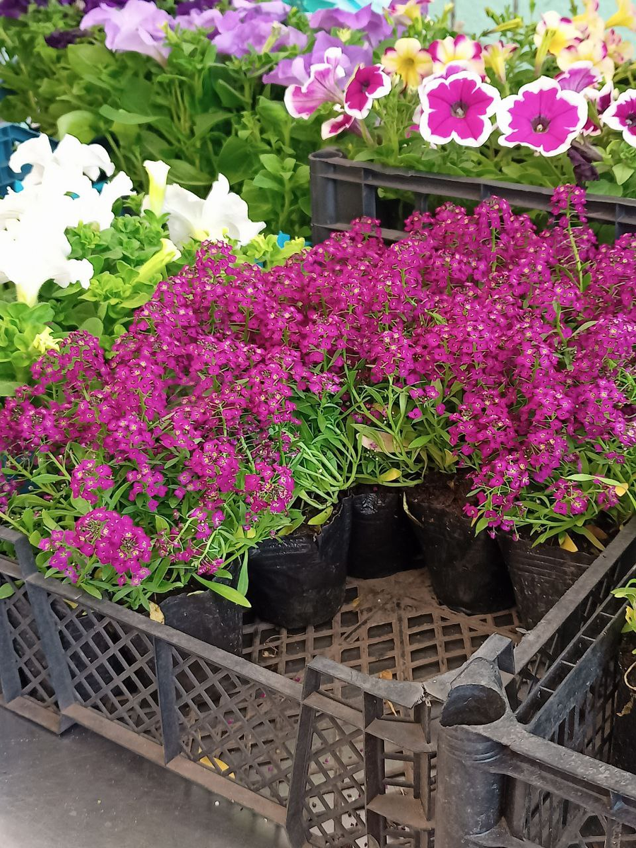 Рудбекия – канал про цветы. Алиссум.