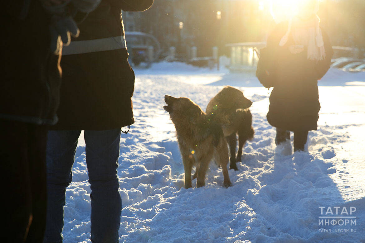 В Татарстане более 20 тыс. бездомных животных, а действующая система контроля не справляетсяФото: © Михаил Захаров / «Татар-информ»