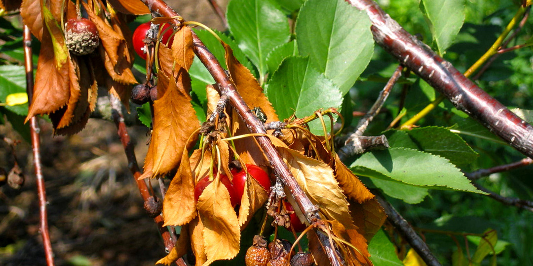 5 «нельзя» для вишен: урожай будет больной и кислый