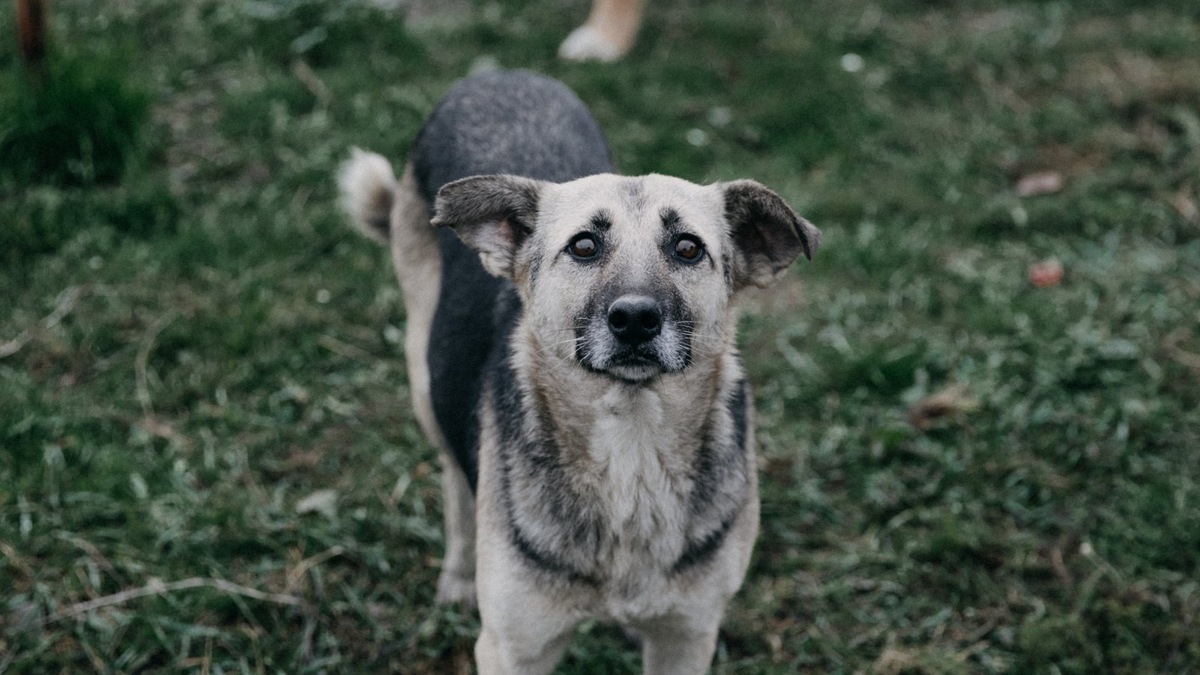    Собака, похожая на одну из тех, что спасли в Костромской области