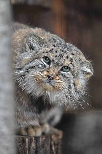    пресс-служба Ленинградского зоопарка