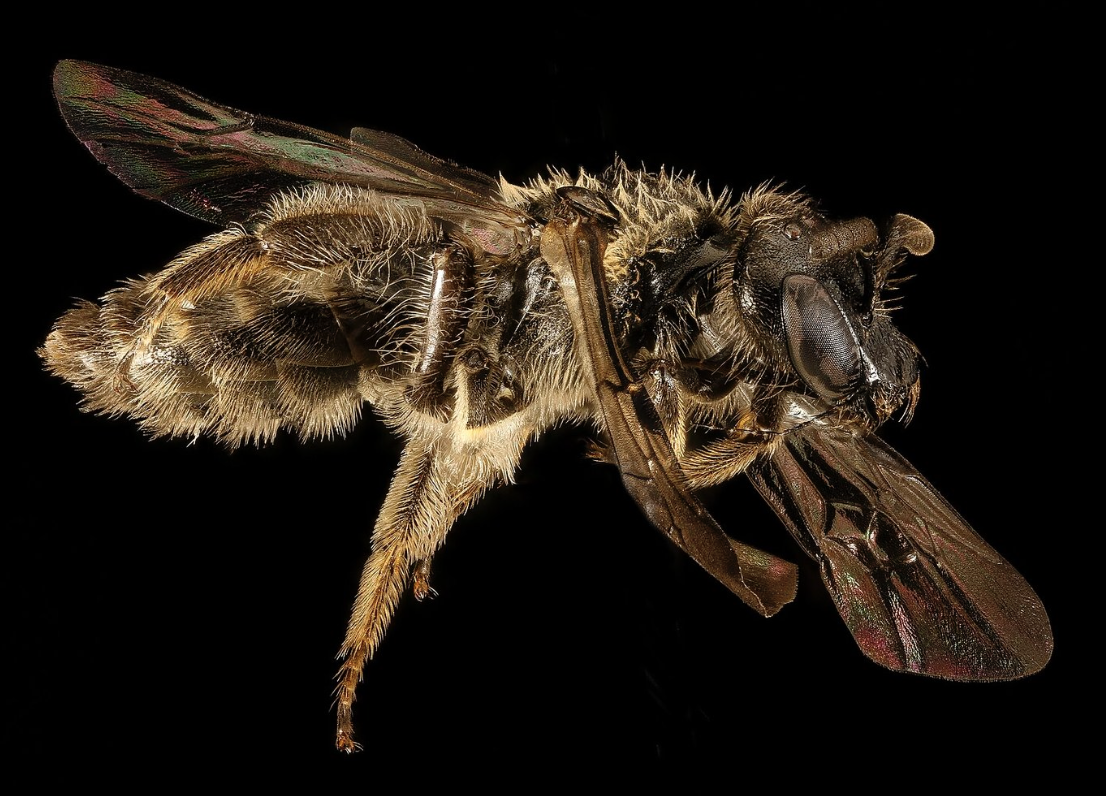 Dufourea novaeangliae. Фото: USGS Bee Inventory and Monitoring Lab
