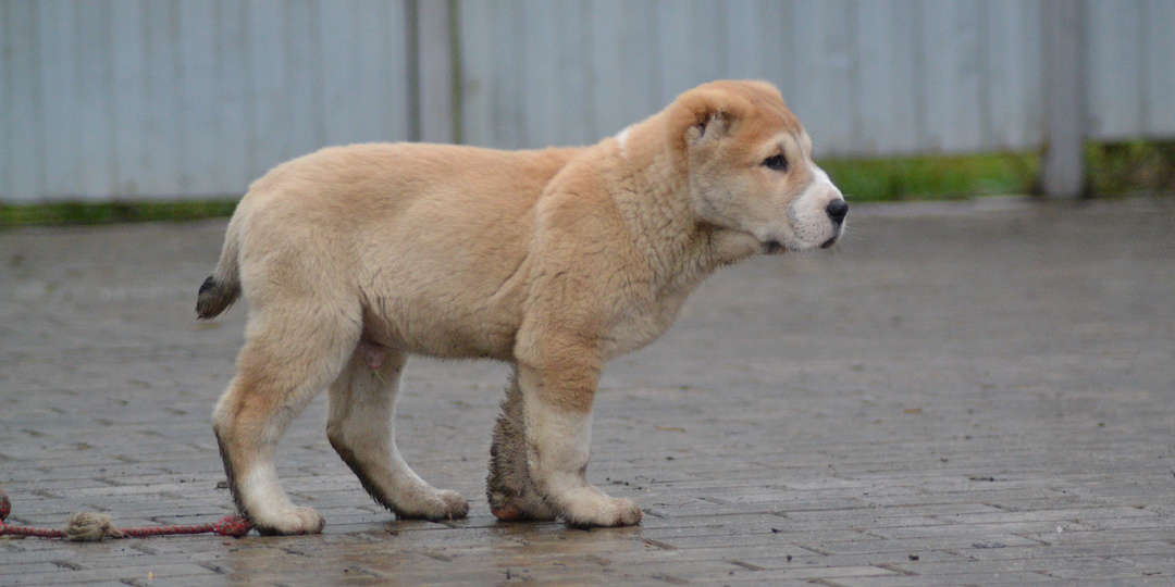 Знакомимся с Яшей