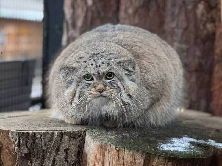     Фото: пресс-служба Ленинградского зоопарка