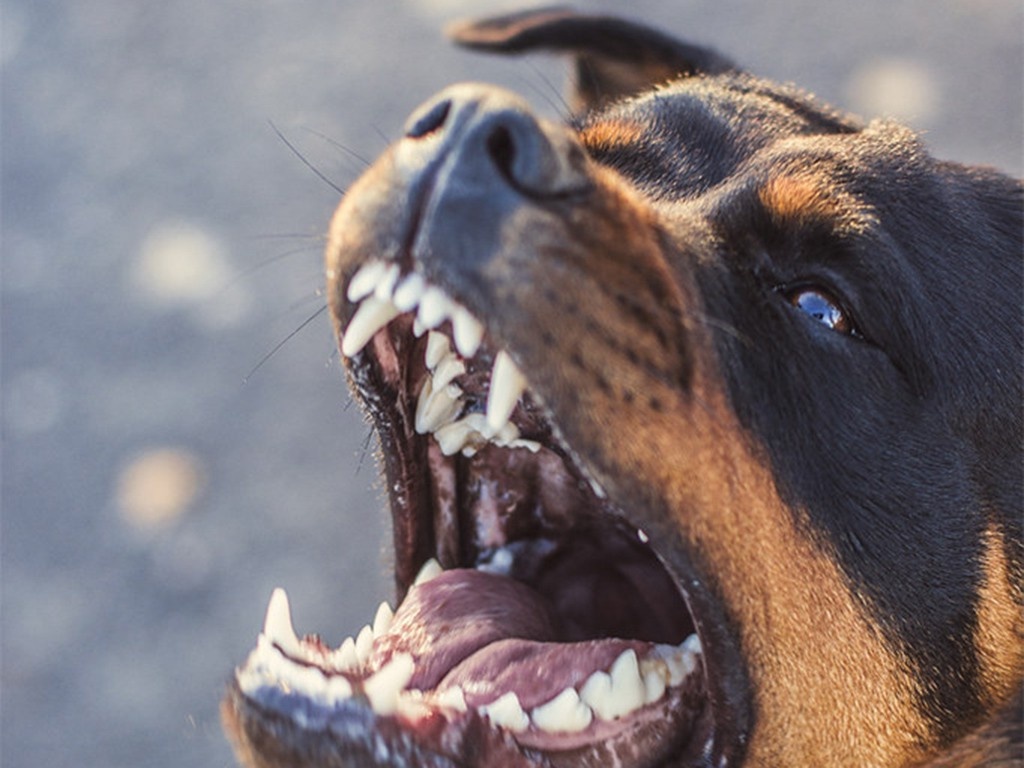    Фото © flickr / Jan Mlkvy