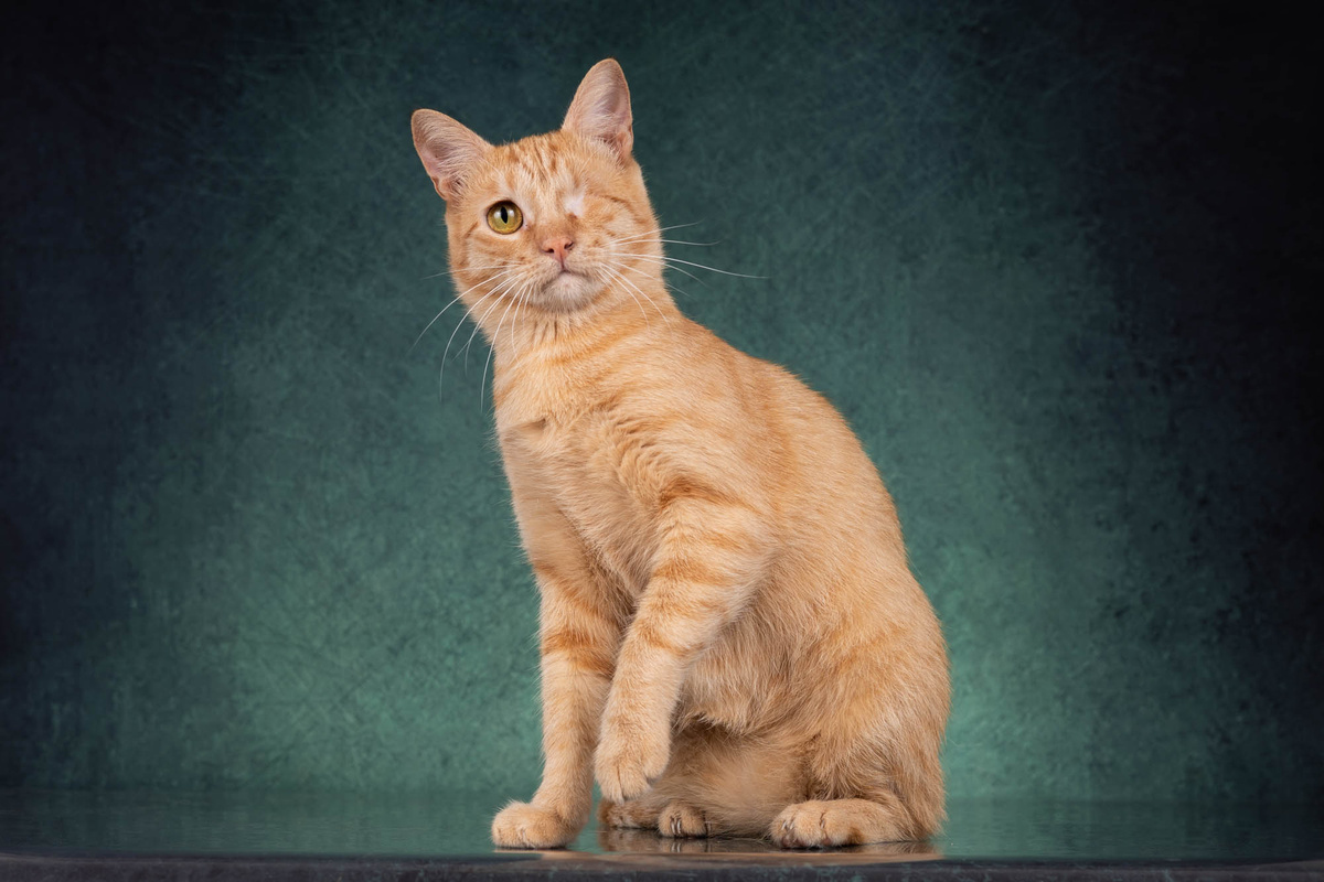 Ну не знаю, какая такая отметина, я просто классный кот и всё