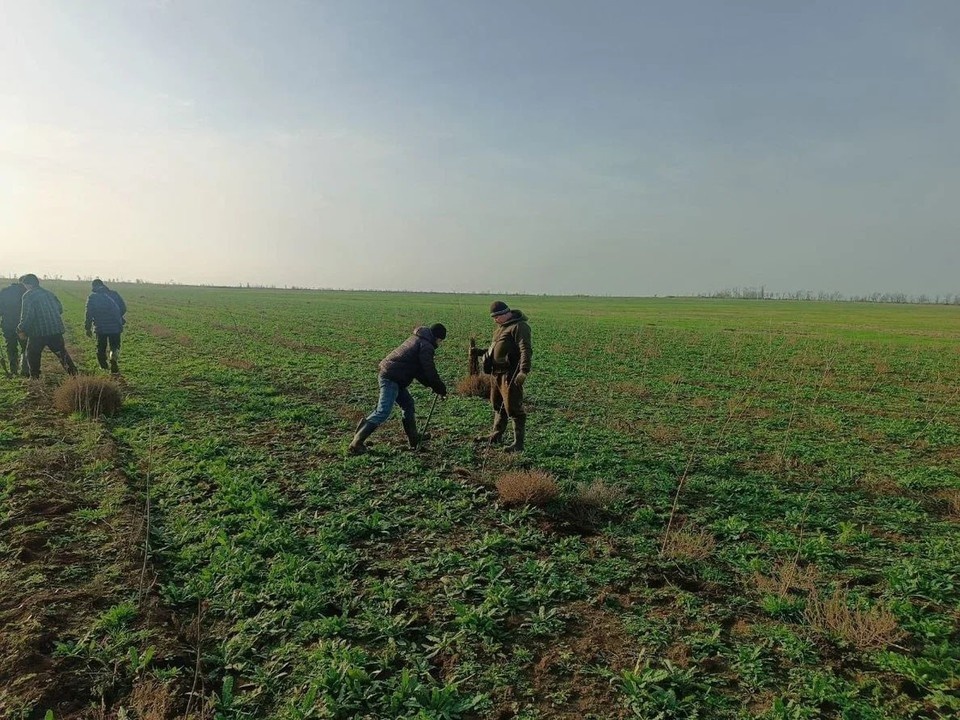    Ясень высаживают в регионе для улучшения экологии. Фото: минприроды ХО