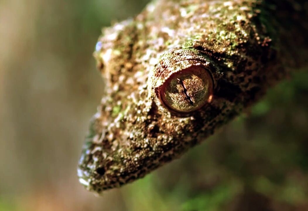 Взгляд из мира теней....