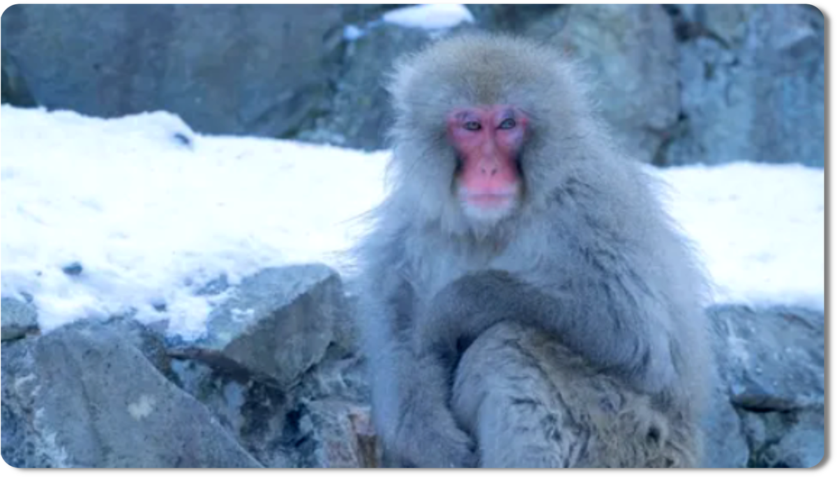 Японский макак, также известный как снежная обезьяна, - это удивительное приматное семейство, которое адаптировалось к экстремальным условиям