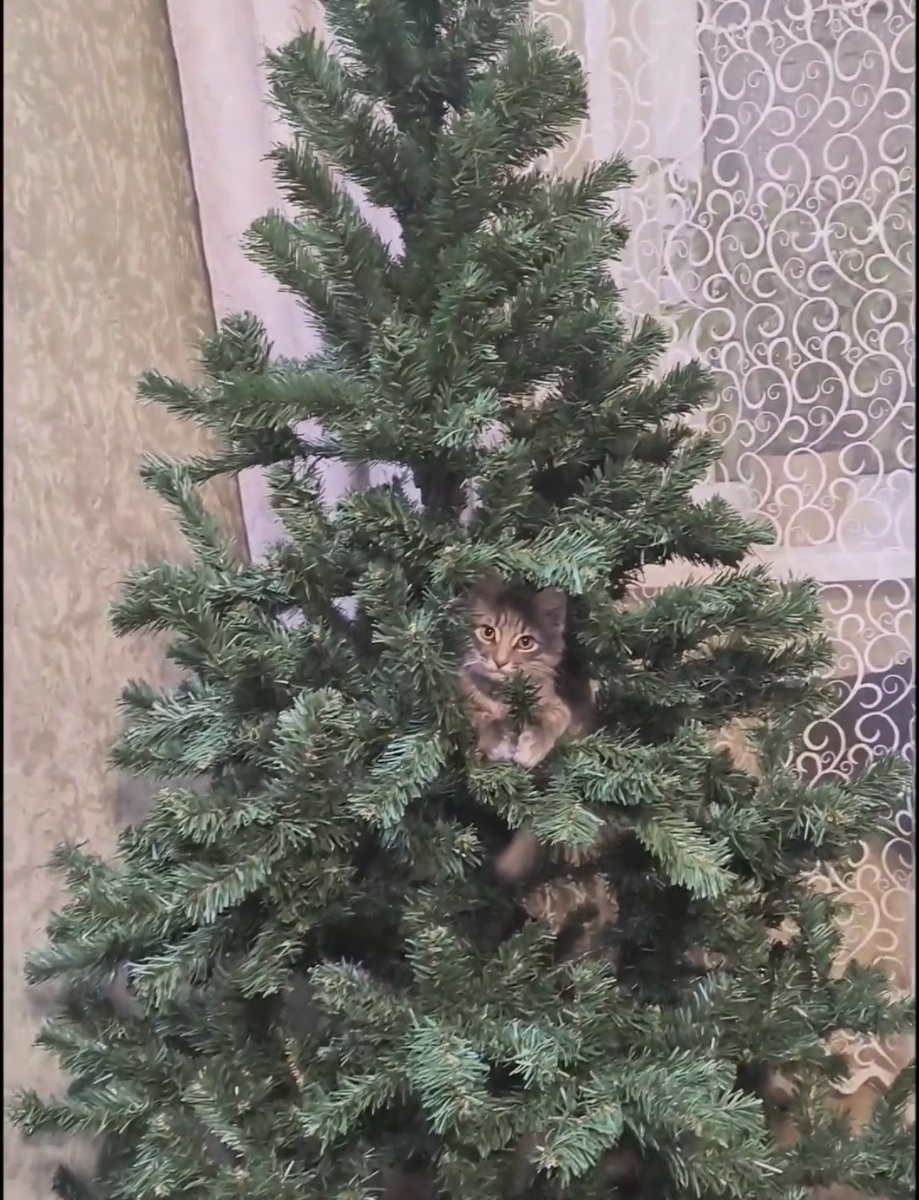 Все фотографии авторские и кот тоже) 