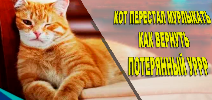кот перестал мурлыкать