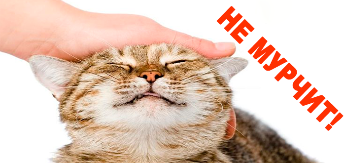кот перестал мурлыкать когда его гладишь