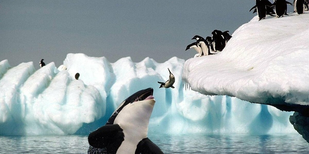 Косатка: Убийцы синих китов и белых акул. Гиганты дрожат перед «Морскими волками»