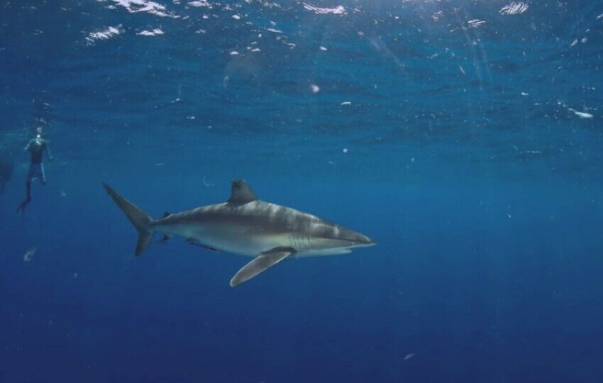 В Саудовской Аравии официально разрешили дайвинг с акулами