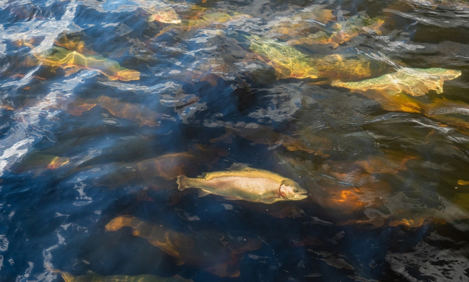    фото: © Игорь Подгорный