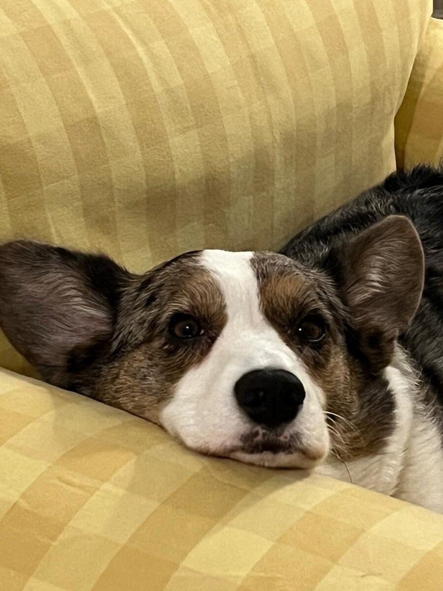 Провокации в соцсетях, трагедии и манипуляции: как циничный бизнес использует человеческие чувства. 