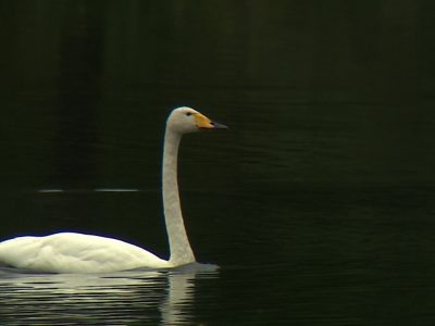    Фото: ГТРК Карелия