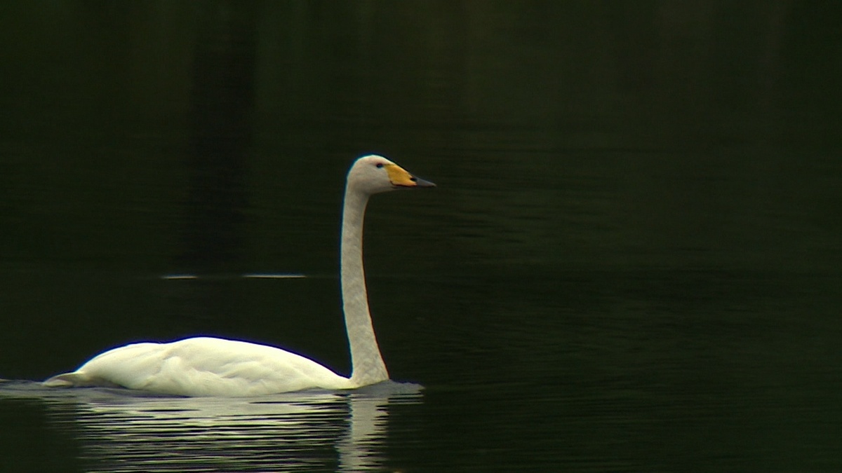    Фото: ГТРК Карелия