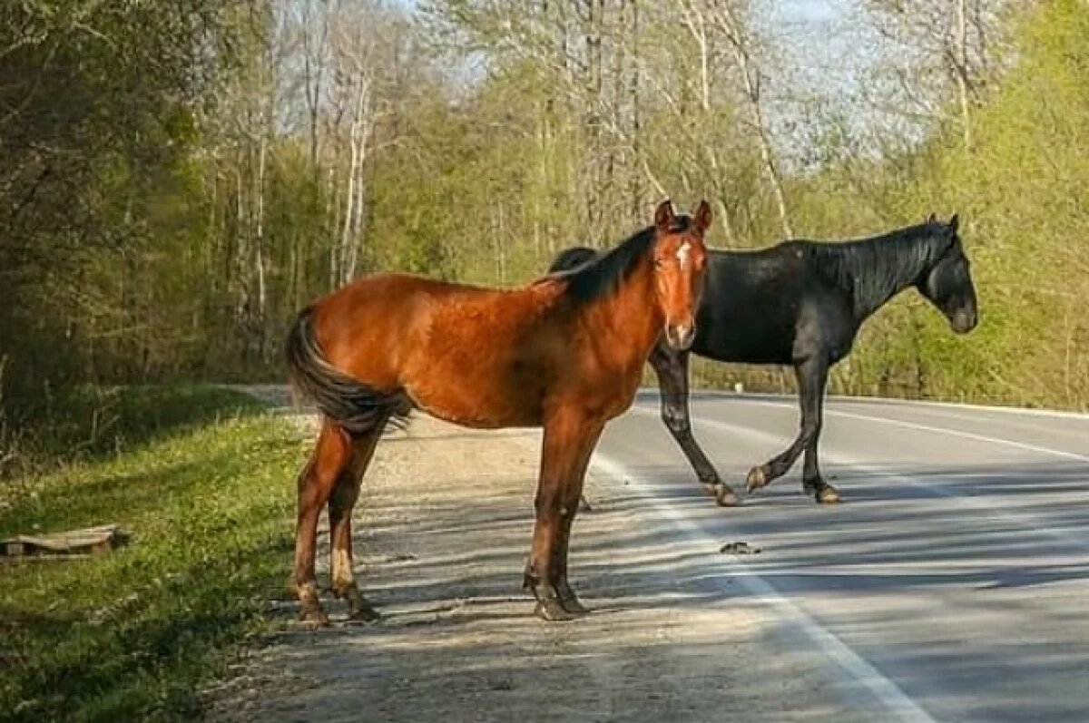    В Адыгее лошади помогают детям с ОВЗ и аутизмом