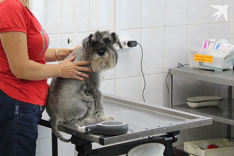    Ветеринарные кабинеты на Шабалина, 45, Осипенко, 8 и Марата, 16 не работают с 31 декабря по 11 января. Роман ИГНАТЬЕВ