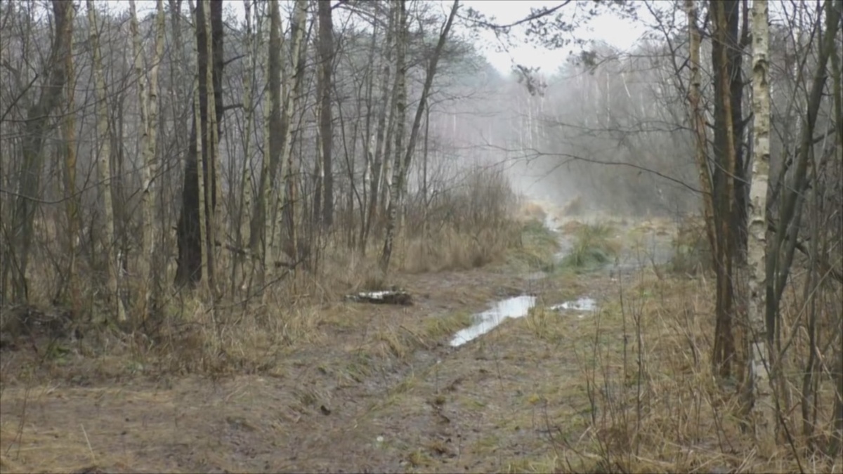 В декабрьском лесу