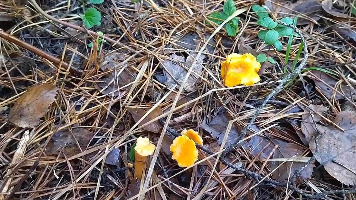 Есть грибочки!