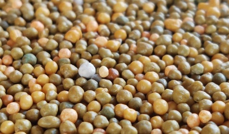    Фото: Лукьянов Дмитрий, AgroXXI.ru