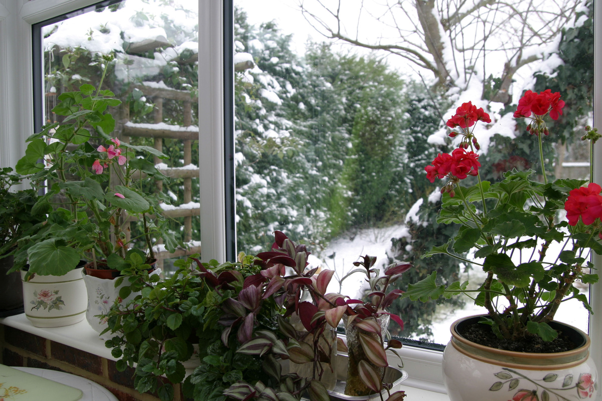     Как спасти комнатные растения от сухого воздуха зимой