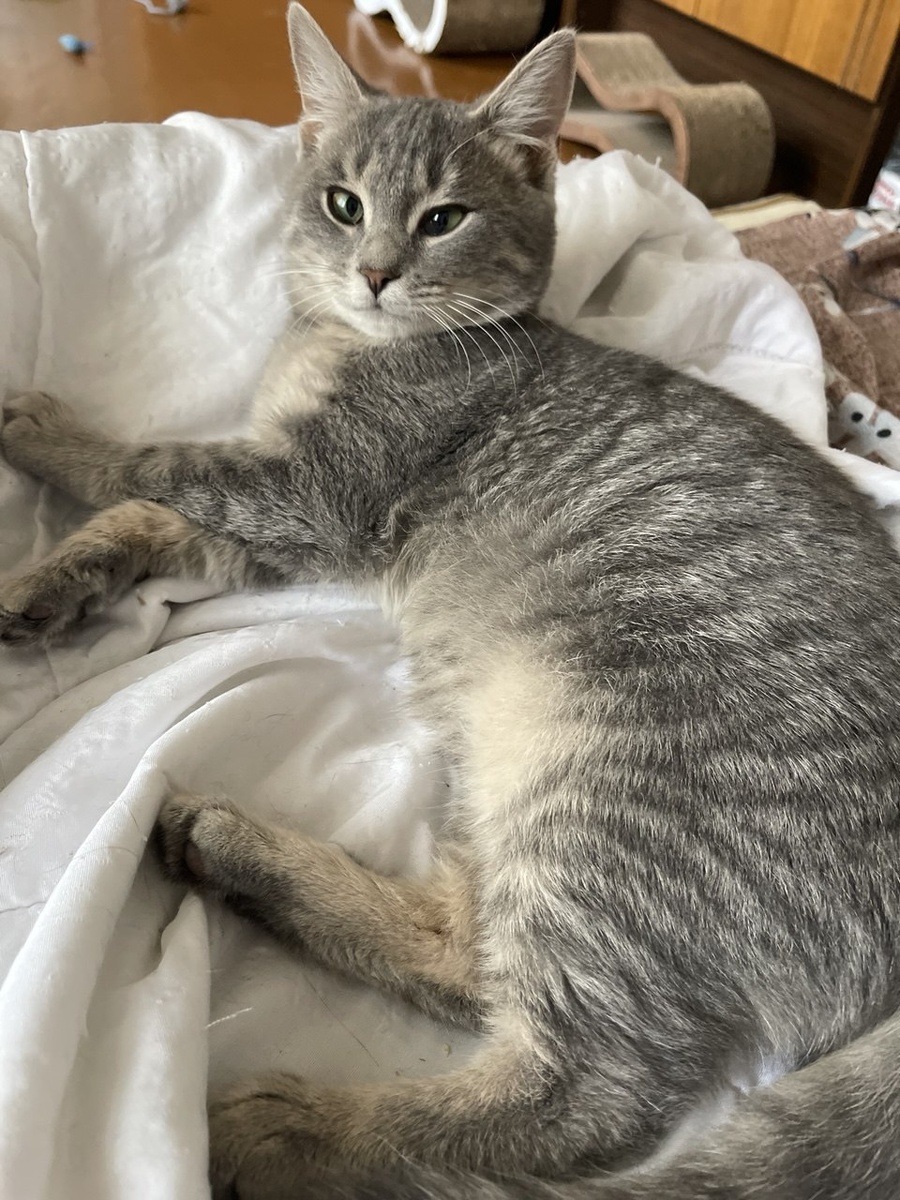 Честер, 6 мес. Ищет дом. Обещает просто смотреть на ёлку. Пригласить домой +7 903-266-04-05