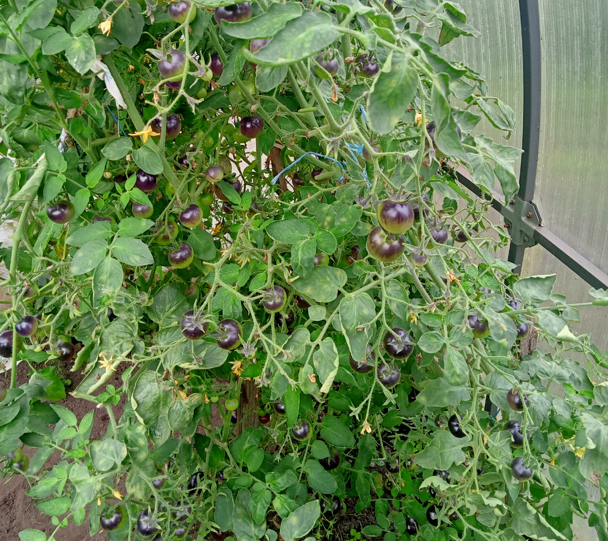 Чёрная гроздь. 